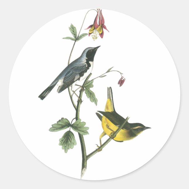 Blauer Halbblauer, John Audubon Runder Aufkleber (Vorderseite)