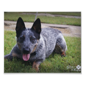 Blauer Heeler Druck 1