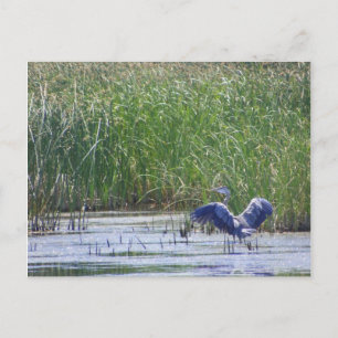 Blauer Heron in Stillwater Wildlife Refuge Fallon, Postkarte