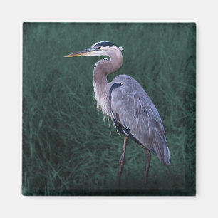 Blauer Heron Stehend im Grass Magnet