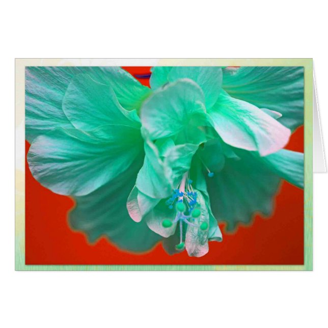 Blauer Hibiskus (Vorderseite (Horizontal))