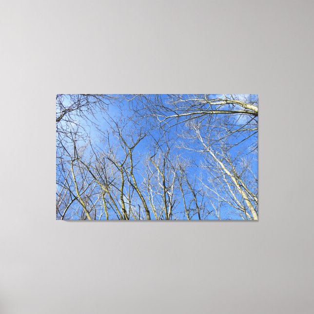 Blauer Himmel, Bäume im Winter Leinwanddruck (Vorderseite)