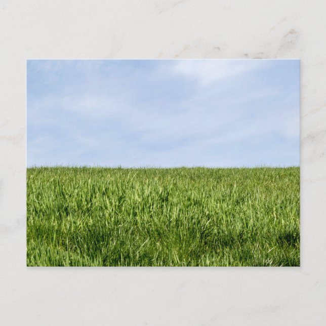 Blauer Himmel und grünes Gras Postkarte (Vorderseite)