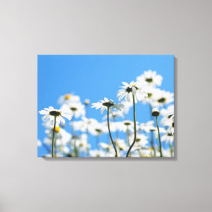 Blauer Himmel und weiße Gänseblümchen Leinwanddruck