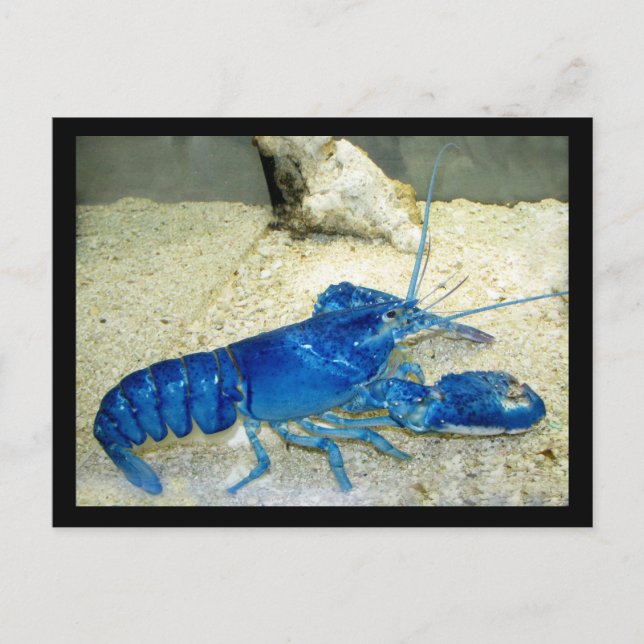 Blauer Hummer Postkarte (Vorderseite)