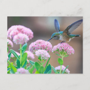 Blauer Hummingvogel Postkarte