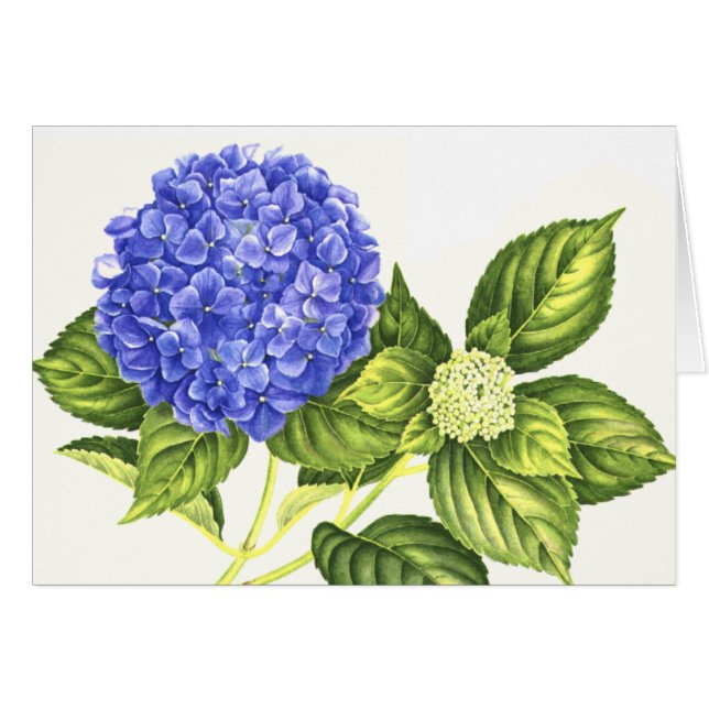 Blauer Hydrangea und Knospe (Vorderseite (Horizontal))