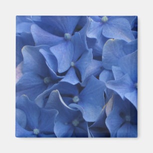 Blauer Hydrangeas-Magnet Magnet