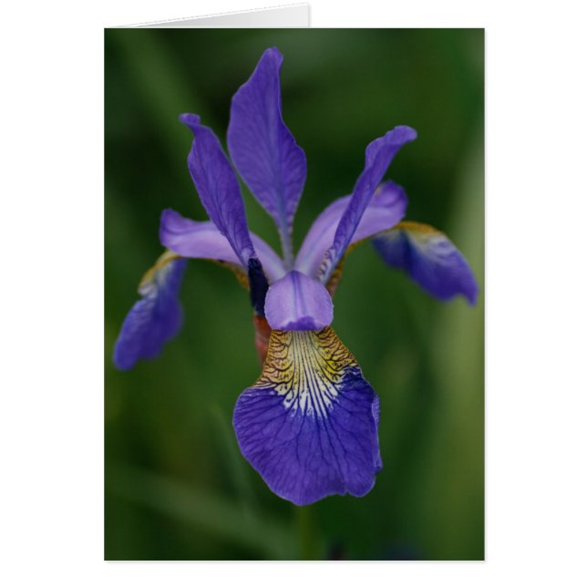 Blauer Iris (Vorne)