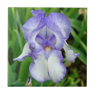 Blauer Iris Fliese