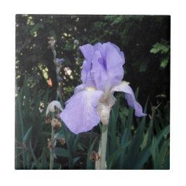Blauer Iris Fliese