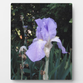 Blauer Iris Fotoplatte