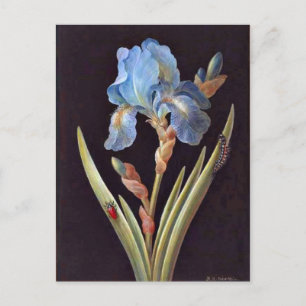 Blauer Iris (Germanica) Postkarte