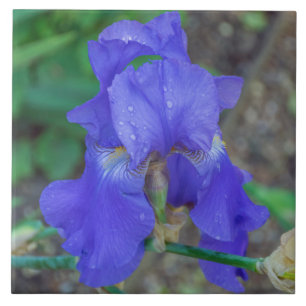 Blauer Iris-Keramik Fliese