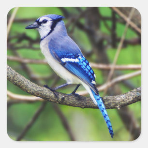 Blauer Jay-Aufkleber Quadratischer Aufkleber