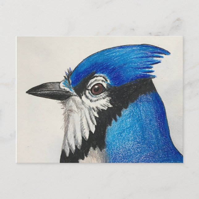 Blauer Jay Bluejay Vogelschutz Postkarte (Vorderseite)