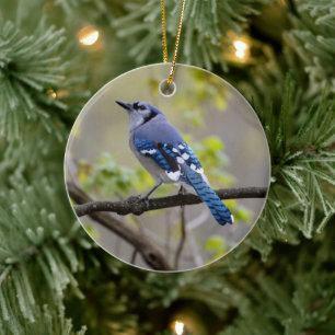 Blauer Jay  Keramik Ornament