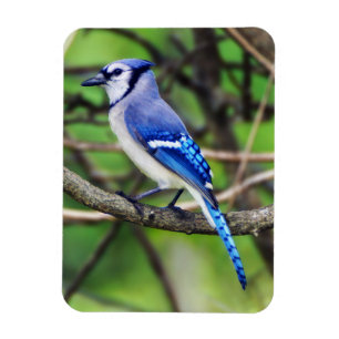 Blauer Jay-Magnet Magnet