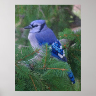 Blauer Jay Poster