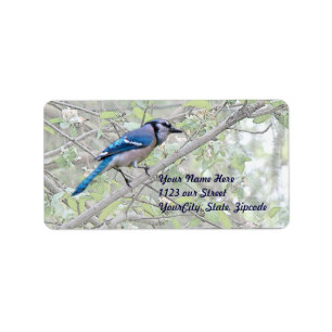 Blauer Jay-Singvogel Adressaufkleber