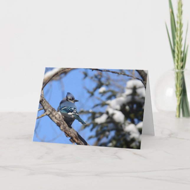 Blauer Jay-Vogel in der Karte (Vorderseite)