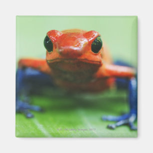 Blauer Jean-Frosch Magnet