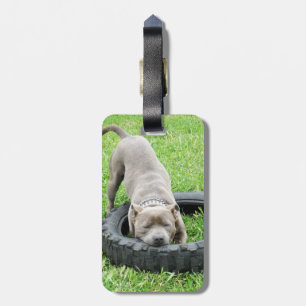Blauer Junger Staffordshire Bull Terrier, Gepäckanhänger
