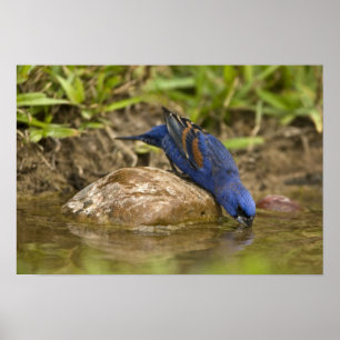 Blauer Kernknacker trinkt am Gartenteich, Poster
