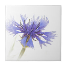 Blauer Kornblume