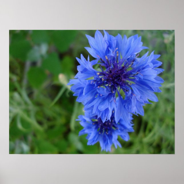 Blauer Kornblume Poster (Vorne)