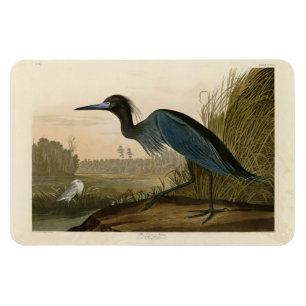Blauer Kranich, Heron, von Audubons Vögeln von Ame Magnet