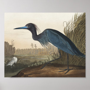Blauer Kranich oder Heron von Vögeln Amerikas Poster