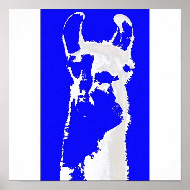 Blauer Lama Poster (Vorne)