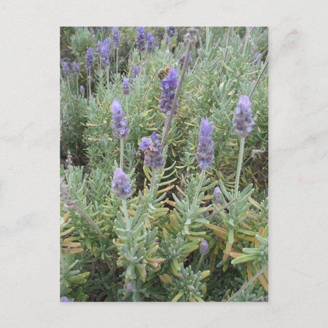 Blauer Lavendel und Biene Postkarte (Vorderseite)