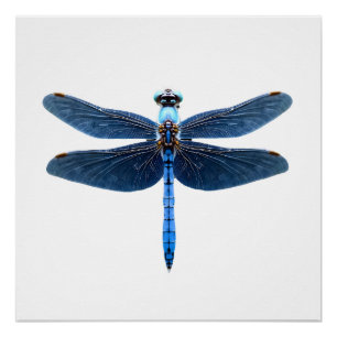 Blauer Libelle - Insekt Wildtier Tierliebhaber Ent Poster