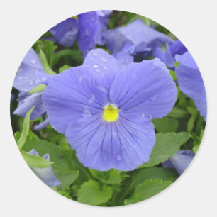 Blauer/lila Pansy-Aufkleber Runder Aufkleber