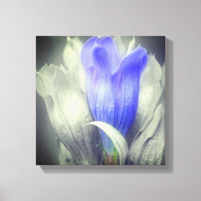 Blauer Linsen Blume teilweise Farbe Leinwanddruck (Vorderseite)