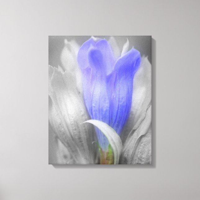 Blauer Linsen Blume teilweise Farbe Leinwanddruck (Vorderseite)