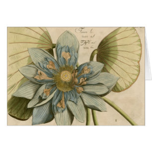Blauer Lotos-Blume auf TAN-Hintergrund mit