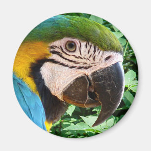 Blauer Macaw-Papageien-Magnet Magnet