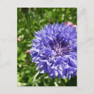 Blauer Maisblume Postkarte