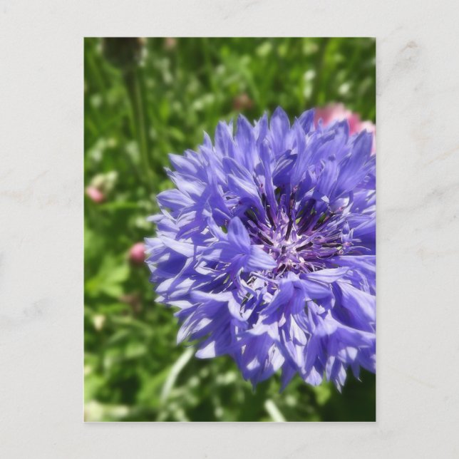 Blauer Maisblume Postkarte (Vorderseite)