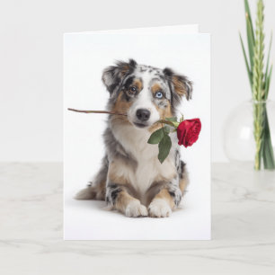 Blauer Merle Aussie Valentine – Ergebene Liebe Karte