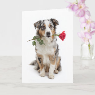 Blauer Merle Aussie Valentine – Ergebene Liebe Karte