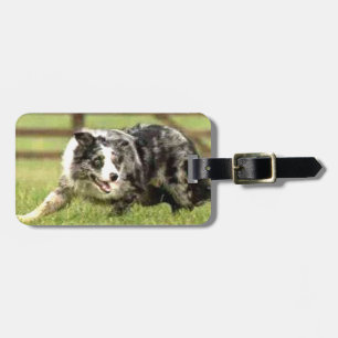 Blauer Merle Border-Collie Joe~Luggage Umbau Gepäckanhänger
