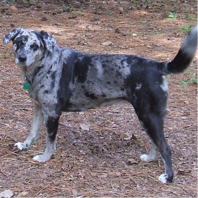 blauer merle catahoula Leopardhund voll Fotoskulptur Schlüsselanhänger (Vorne)