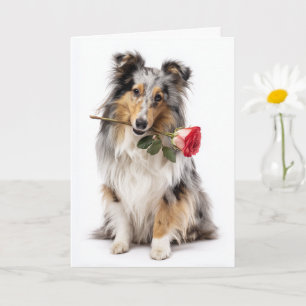 Blauer Merle Sheltie Valentine – Sanfte Hingabe Karte