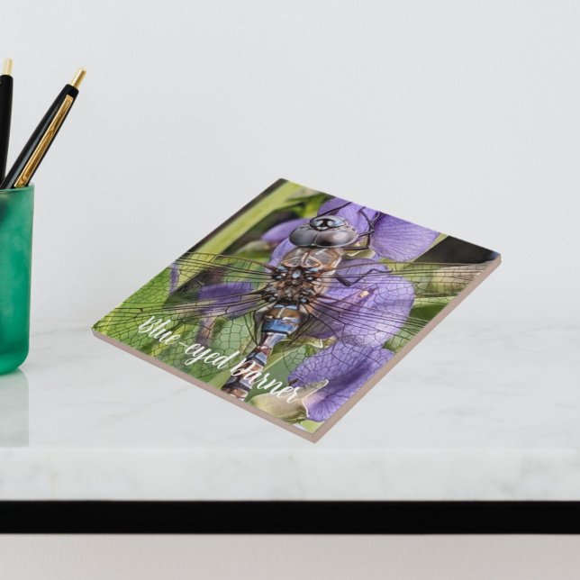 Blauer Mit Augen Darner Dragonfly auf der Blume Fliese (In Situ)