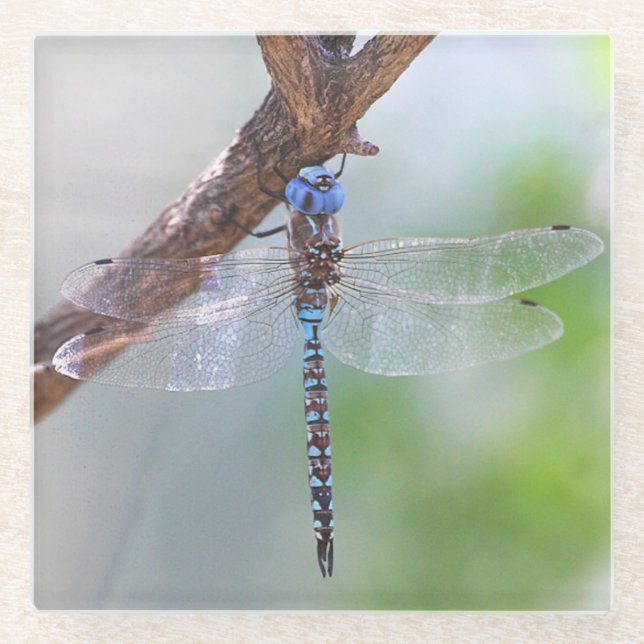 Blauer mit Augen Darner Dragonfly Glasuntersetzer (Vorderseite)