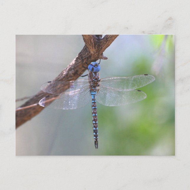 Blauer mit Augen Darner Dragonfly Postkarte (Vorderseite)